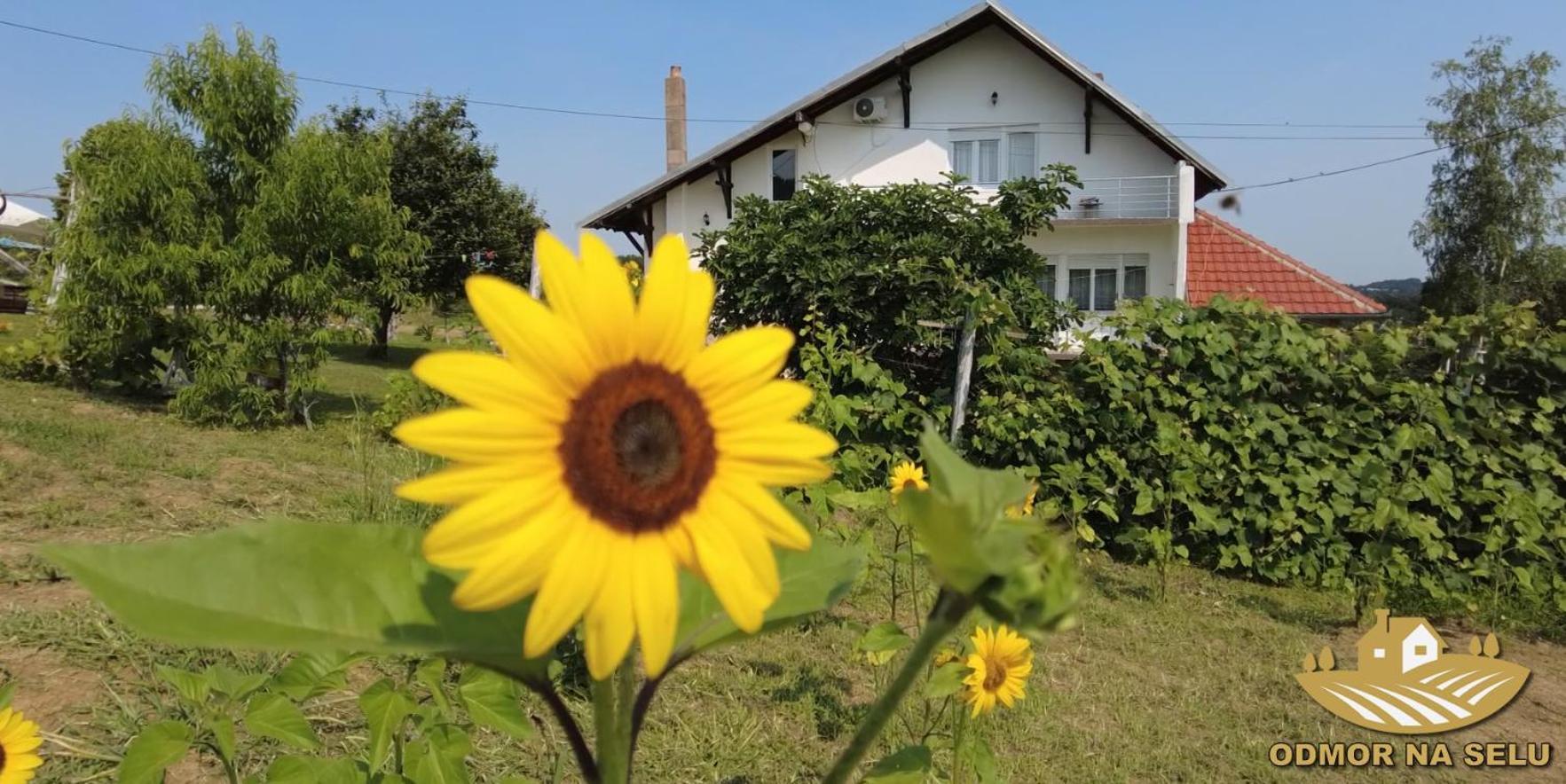 Odmor Na Selu Babajic Apartment Ljig Exterior photo